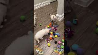 Soft Paws, Big Laughs – Kittens to the Rescue  #funny #cute #love #cat #motivation #foryou