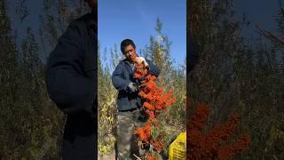 #Seabuckthorn #My hometown has specialties #It's another harvest season #seabuckthorn #fruit