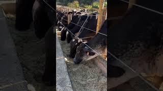 Girolando lua #gado #pecuarista #cow #fazenda #girleiteiro #girolando