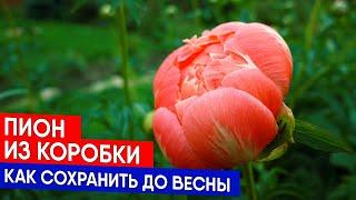 Пион из коробки - как сохранить до весны