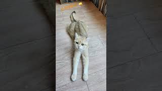 큘 슈퍼맨자세~#cat #고양이 #고양이브이로그#반려묘 #브리티쉬숏헤어#매력냥 #cutecat #슈퍼맨#슈퍼맨자세#불금#model