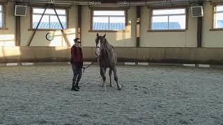 Присоединение лошади — движение плечом на человека