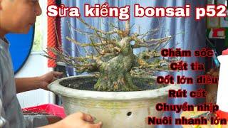 sửa kiểng bonsai p52 | rút cốt , rút nhịp cây bonsai , thời gian sửa cành hiệu quả nhất