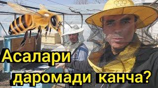 Асаларидан канча даромад килса булади?