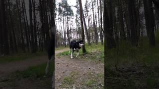 Running after the unknown #huskies #husky #siberian #siberianhuskies #siberianhusky #dog #snow #cute