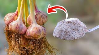 This Method Will DOUBLE the Size of Your Garlic Heads! MUST Watch This Before you Plant Garlic