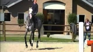 Copper `Sporthorses from Holland` FOR SALE peter bulthuis