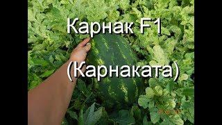 Большие арбузы!!! Гибрид Карнак (Карнаката).