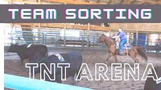 Ranch Sorting | TNT Arena, Lyons, MI