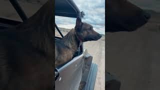 Dogs first time off roading #shorts #belgianmalinois #dogtraining #viral