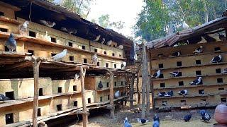 Village Unique pigeon loft visit | Pigeon breeding ground | Indian pigeons video | Kabutar farm