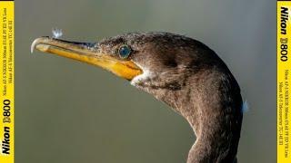  My old Nikon D800 at Sepulveda Basin - spring is in the air! Love this old DSLR 