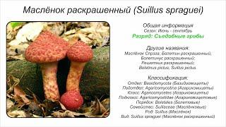 Маслёнок раскрашенный (Suillus spraguei)