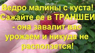 39.МАЛИНА по методу Соболева. Часть 6 - небывалые урожаи и минимум хлопот!