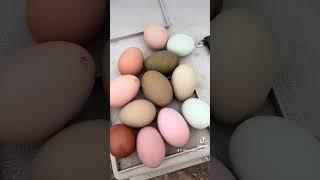 A diverse flock leads to a diverse egg basket #chickens #chicken #raisingchickens #farmfresheggs