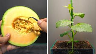 Growing Melon From Seed - 50 Days Time Lapse