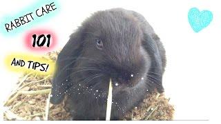 BUNNY CARE 101 + TIPS!