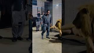 King of lion Pakistan Mian saqib big brother Subcribe channel