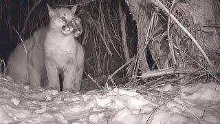 Cameras Catch Adorable Glimpse of Mountain Lion Family