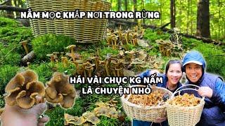 Phát hiện khu rừng mọc đầy nấm ăn được hái hoài không hết / Mùa nấm rừng Na Uy