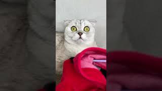 BELLA MEOW ! MONEY HEIST ! funny cat tiktok ..#shorts