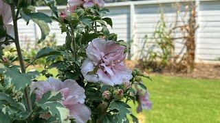 Late Summer Garden Clean Up
