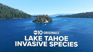 Tiny threat, big impact: invasive snails thrive in Lake Tahoe