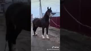 #Buzkashi #Kokpar #Kokboru #Horse