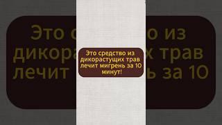 Это средство из дикорастущих трав лечит мигрень за 10 минут #натуральное #народнаямедицина #мигрень