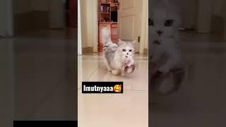 Kucing tik tok||kucing lucu#shorts