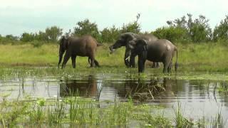 SOUTH AFRICA Crocodile Bridge, Kruger n.p. (hd-video)