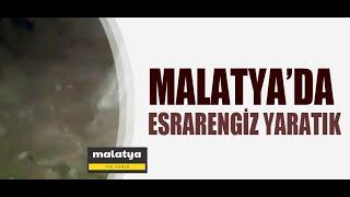 Malatya'da Esrarengiz Yaratık