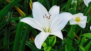 Лілія Кент.  Lilium LA-Hybrids Kent у літньому саду - продовження.