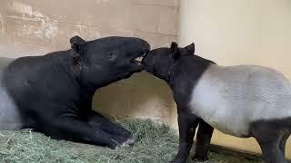 Sweet moments with baby tapir and mom
