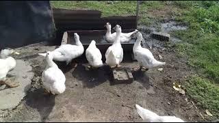 Утки мулард 2 месяца .Чем кормлю уток