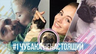 #1 Чубака ненастоящий / Мопс, шок и новый дом