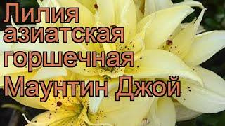 Лилия азиатская горшечная (lilium asiatic mountin joy)  лилия обзор: как сажать луковицы лилии