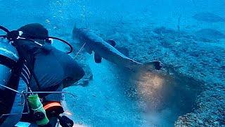 Black grouper and sharks