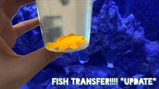 *Update* Transferring SALTWATER FISH to my REEF AQUARIUM!!!!