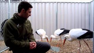 Our Free Flight Stork Trio