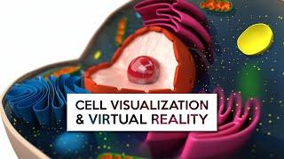 Can Virtual Reality Help You See Cells?