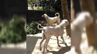 Famous bully kutta 12 months old #sheru