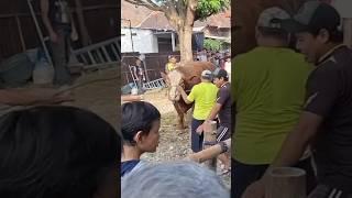sapi kurban ngamuk besi tenda patah #sapingamuk #sapikurbanterbaik