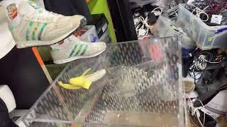 Destroying rubber  banana with shoes
