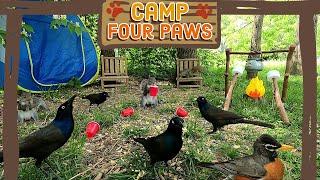  Cat TV | Dog TV [No Ad Breaks] ️Birds & Squirrels visit Camp Four Paws | TV for Pets