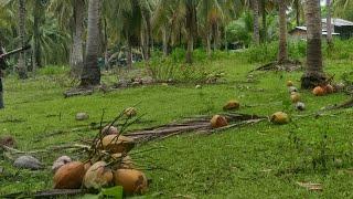 TIKAY TV MIX is live! Harvesting Old Coconut