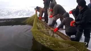 Рыбалка  на корюшку. Март. Амур..      fishing for smelt. March.