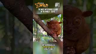 MYSTERIOUS ISLAND: The animals on this island are like no other in the world. #natgeowild #wildlife