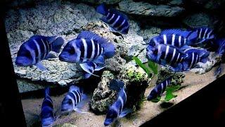 Top 5 Luxury Frontosa Cichlid Tank Setup | Blue Zaire Frontosa Aquarium