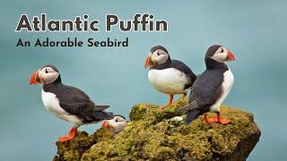  Atlantic Puffin: Facts About This Adorable Seabird 